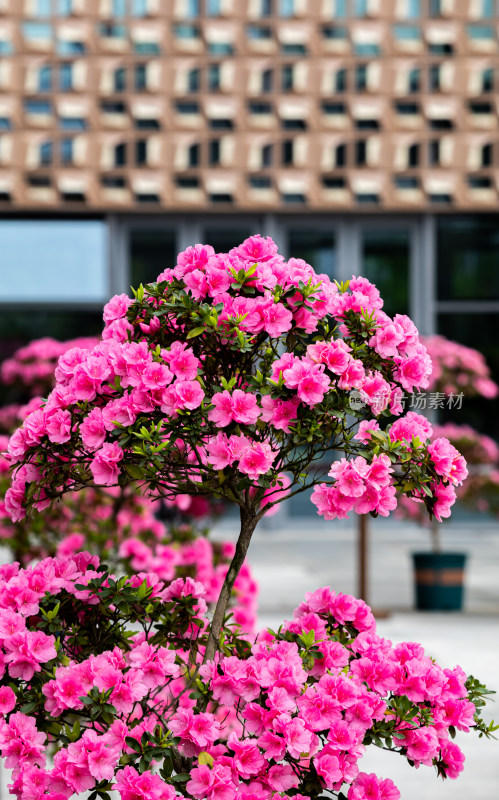 上海植物园杜鹃花盆景花开