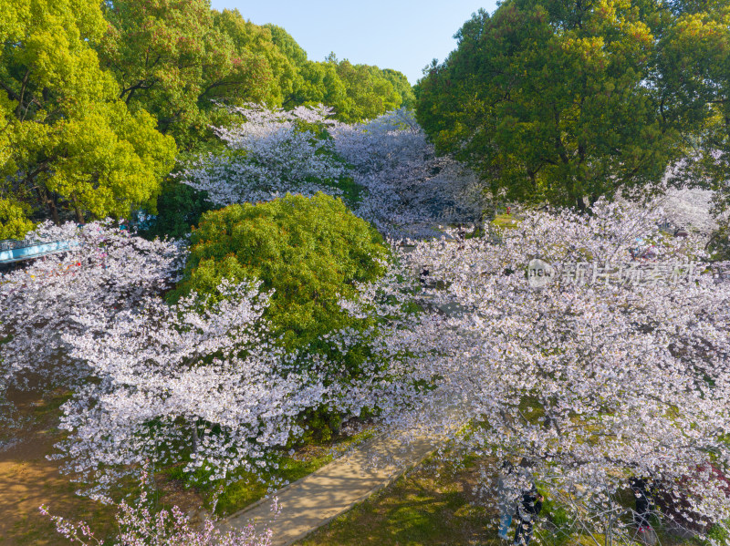 武汉东湖磨山樱花园樱花盛开