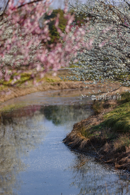 花开海上梅花节