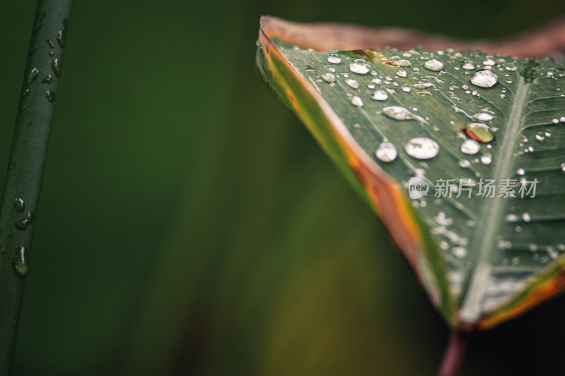 雨后绿叶上的水珠