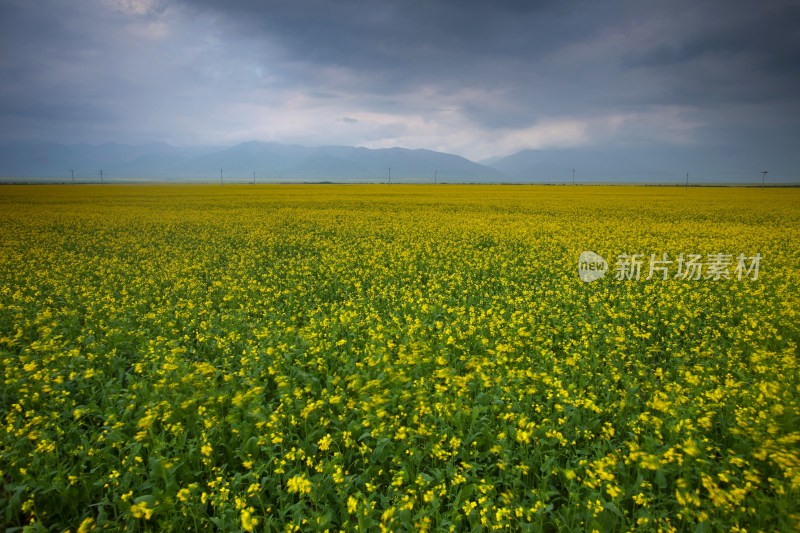 青海门源油菜花