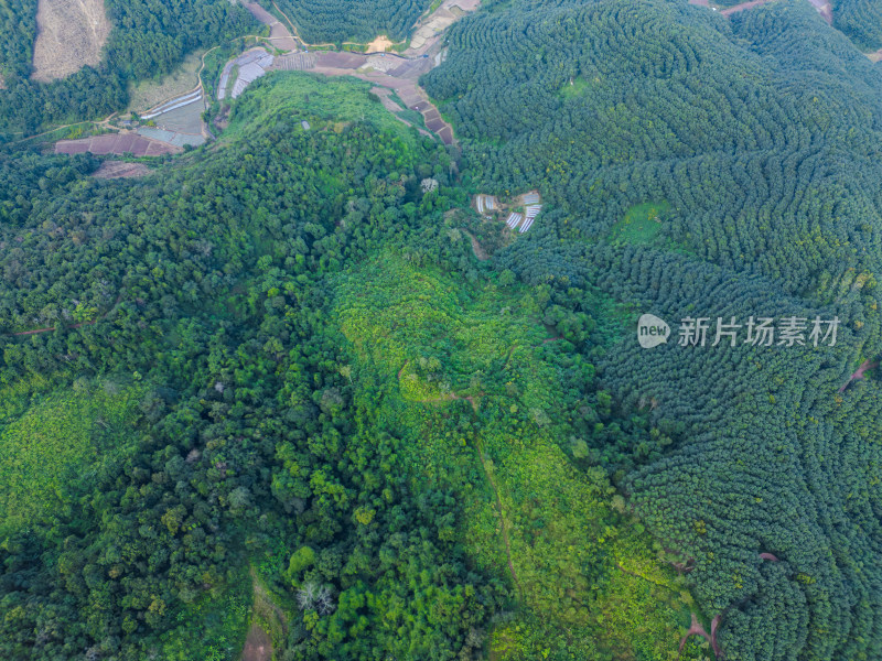 航拍绿意盎然的广袤山林自然景观