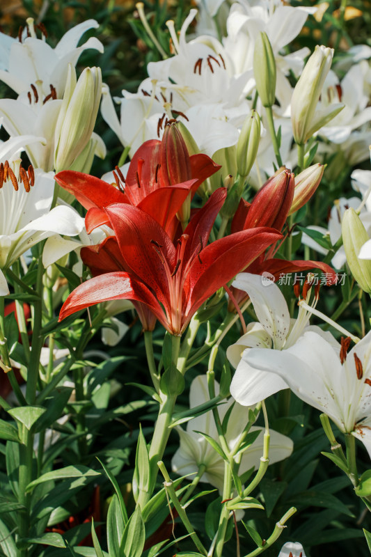 北京花乡公园百合花