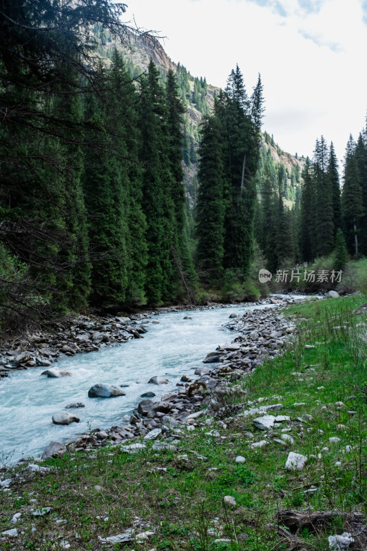 新疆伊犁夏塔山谷中的森林和小溪