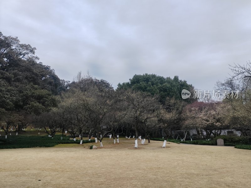 空旷草地树木景观阴天自然景象