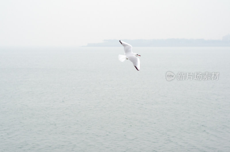 一只在海面飞行的海鸥