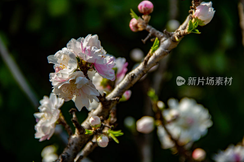 桃花满树开