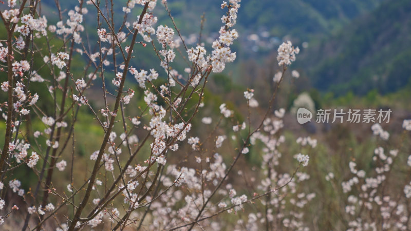 春天樱花特写