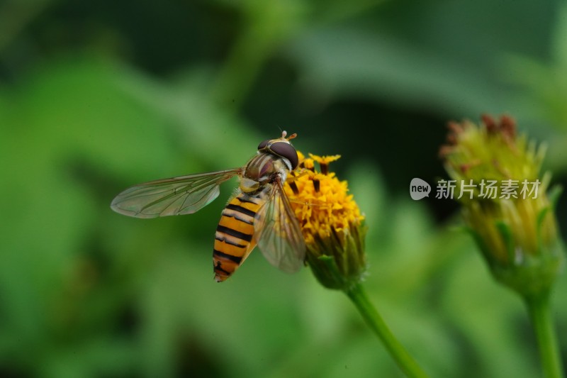 草丛中以花蜜为食的昆虫