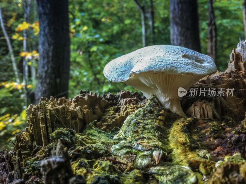 野生菌野生菌蘑菇生长环境菌类山菌