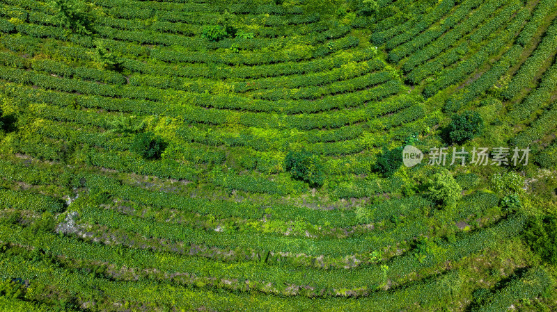 茶叶茶山茶艺茶园采茶茶红茶绿茶春茶茶叶茶