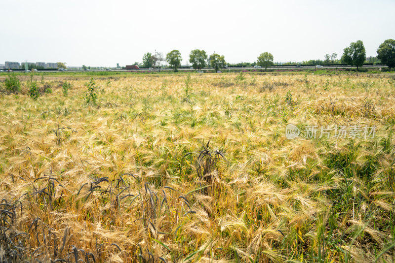 夏收麦田的麦穗