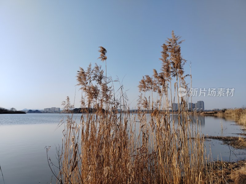 湖边芦苇荡自然风景