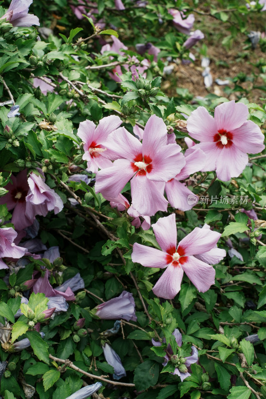 北京圆明园木槿花