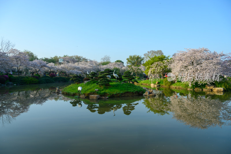 湖北武汉春季东湖樱花园园林风光