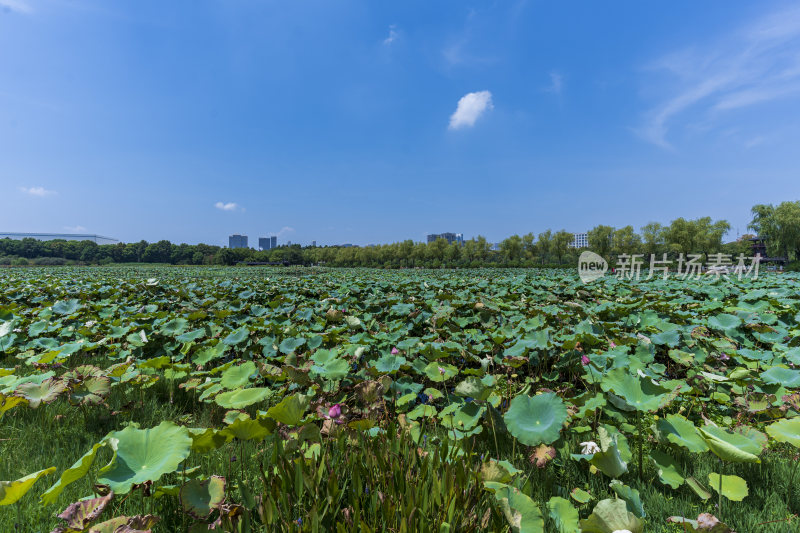 武汉蔡甸汤湖公园生态园林风景