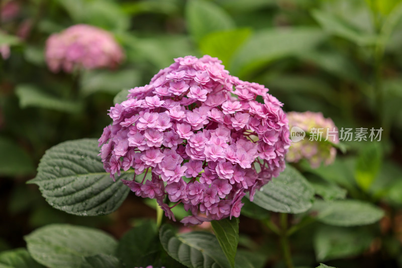 绣球花科绣球属太阳神殿 绣球花