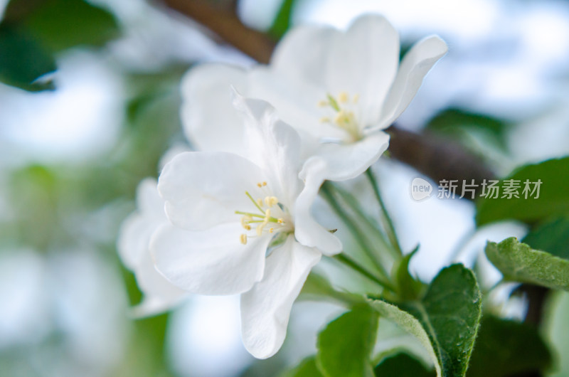 几朵白色海棠花特写