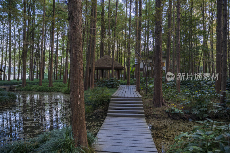 杭州西湖风景区曲院风荷风景