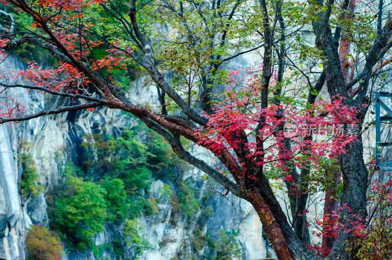 河南省洛阳白云山九龙潭秋天红叶风景