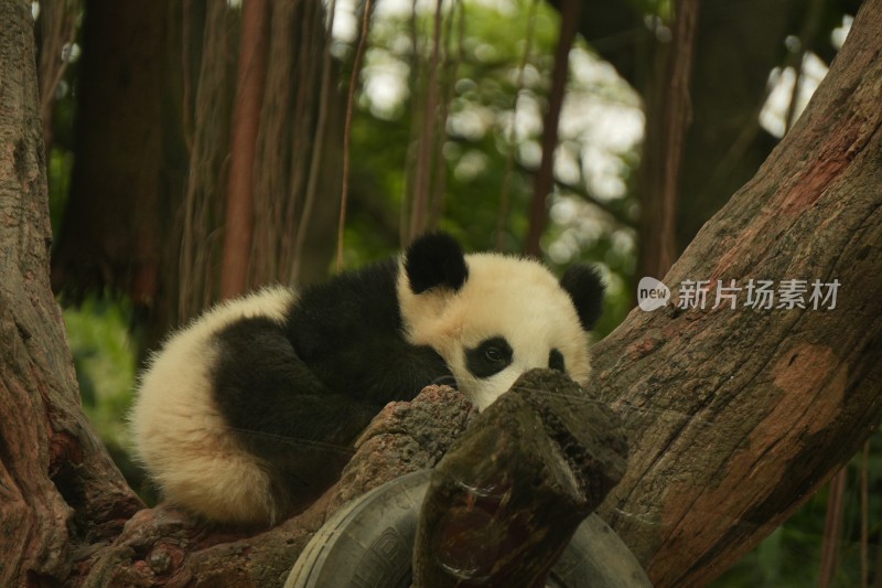 大熊猫幼崽慵懒地趴在树干上休息