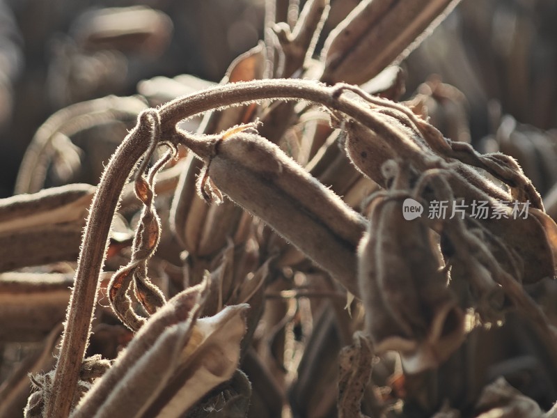 枯萎植物特写尽显秋日萧瑟之态