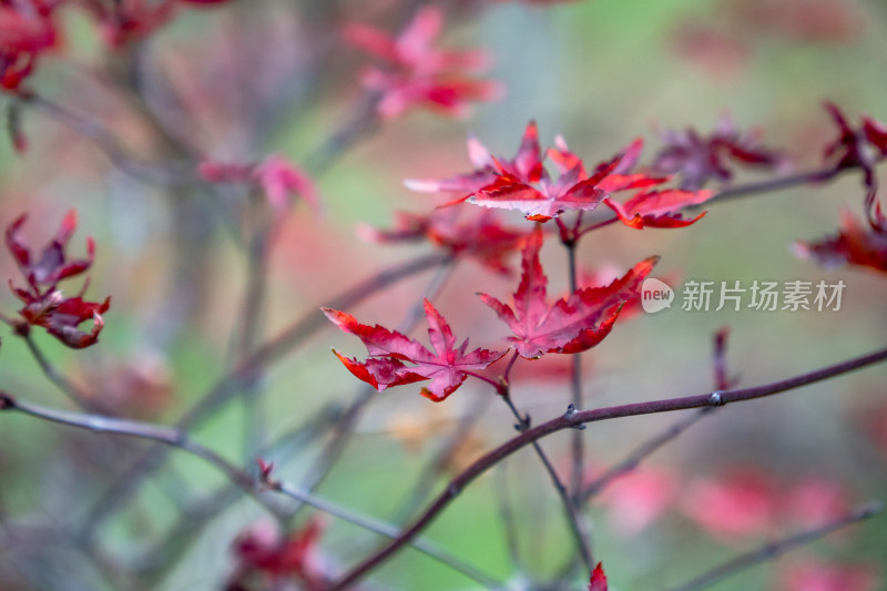 红色枫叶植物树枝树叶摄影图