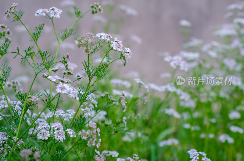 香菜开花了