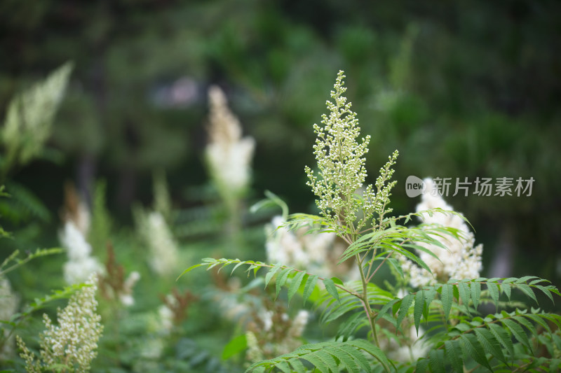 公园大片的珍珠梅植物