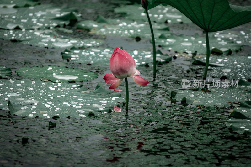 雨后荷花