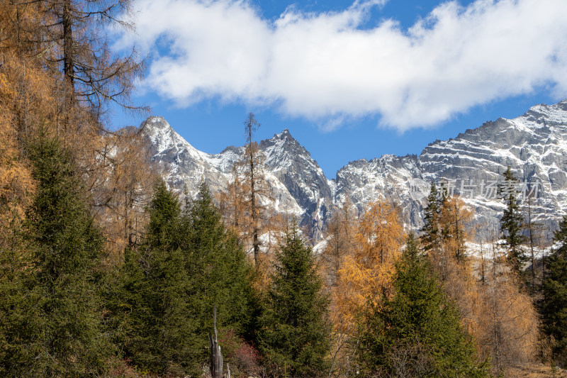 川西秋色，秋日山林与雪山