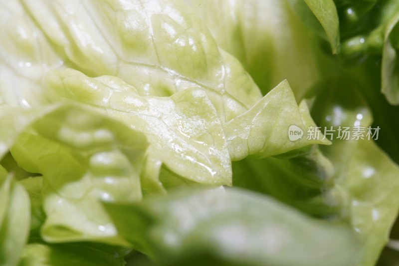 新鲜生菜特写