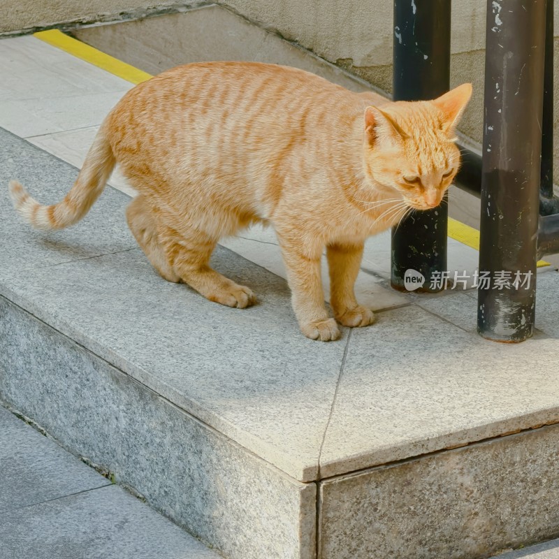 路边的橘猫