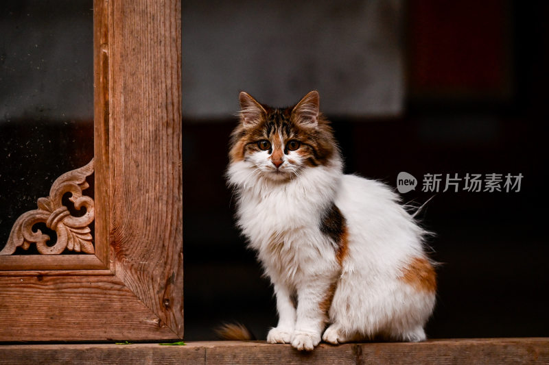 财神庙招财猫