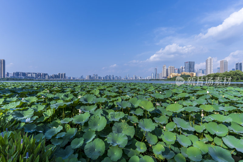 武汉武昌区沙湖公园风光