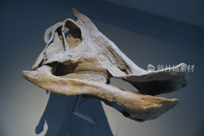 栉龙头骨化石标本