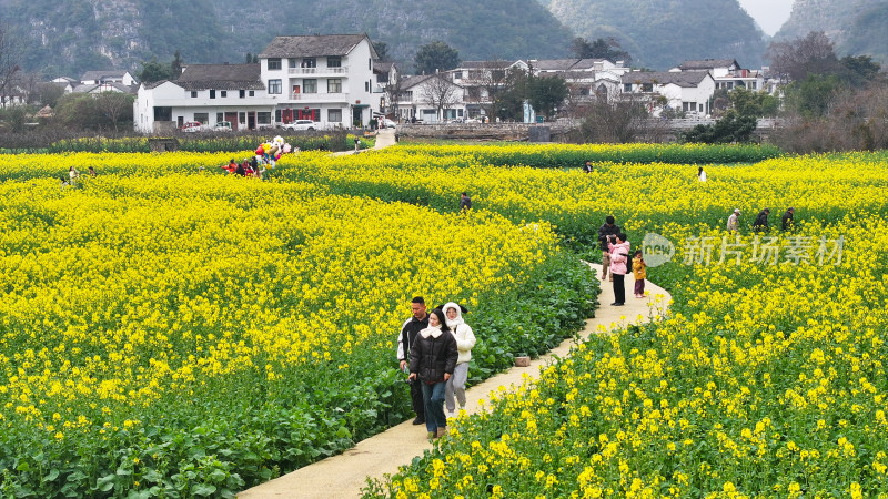 航拍油菜花盛开  美丽乡村