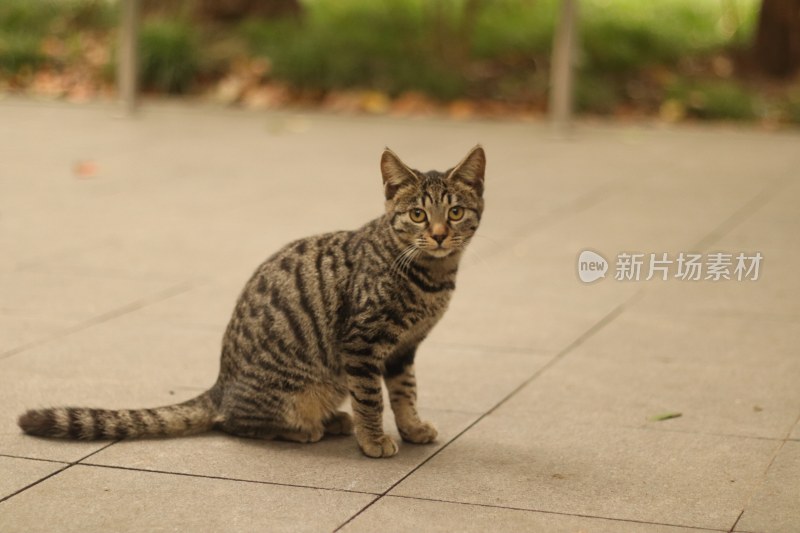 情绪稳定的小猫