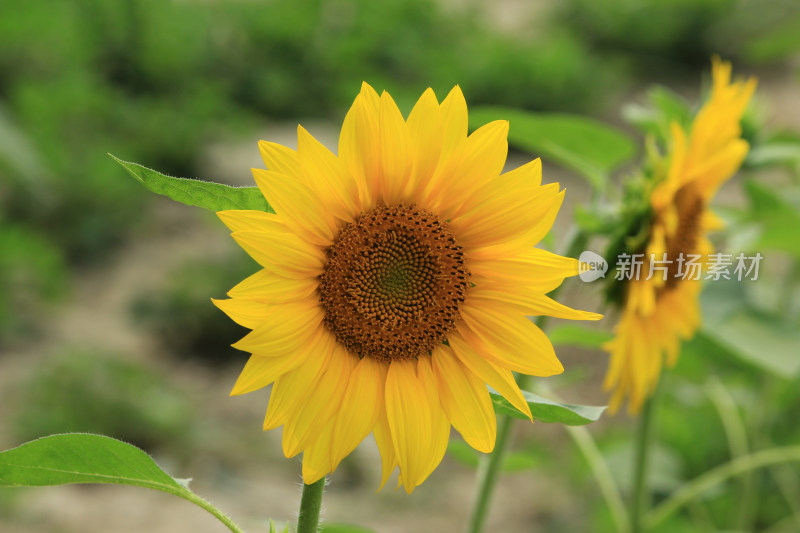 向日葵花太阳花