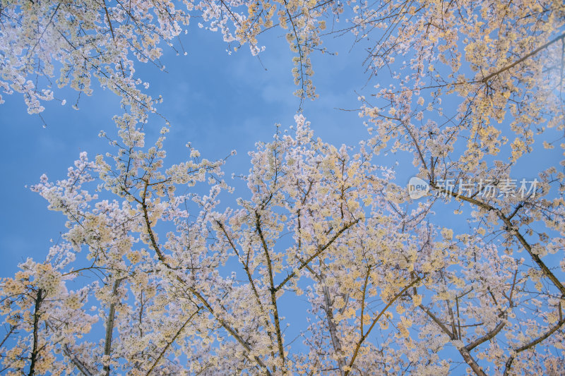 上海傍晚蓝色天空与灯光照亮的樱花