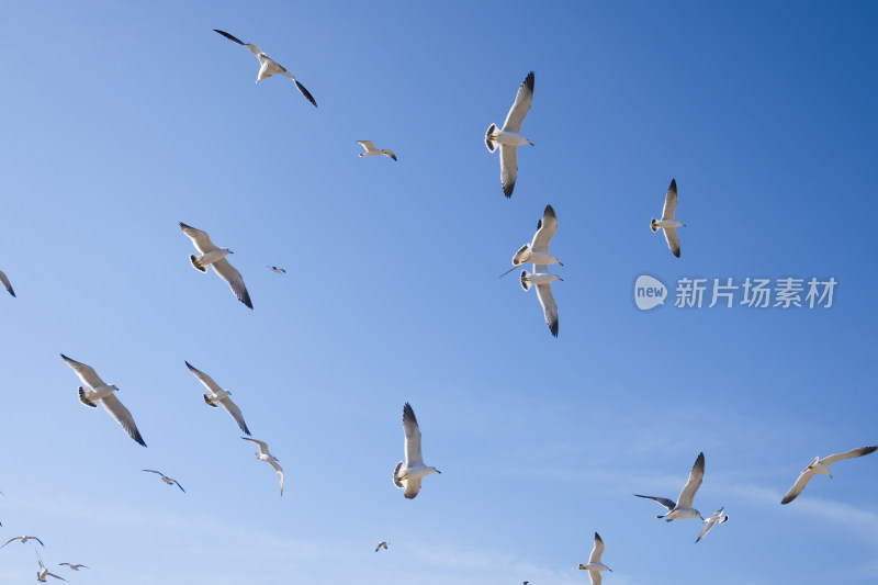 蓝天大海沙滩海鸥飞翔生态保护自然风景