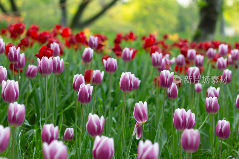 杭州太子湾多彩郁金香花海景观