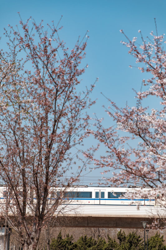 春天天津滨海新区穿越樱花花海的地铁