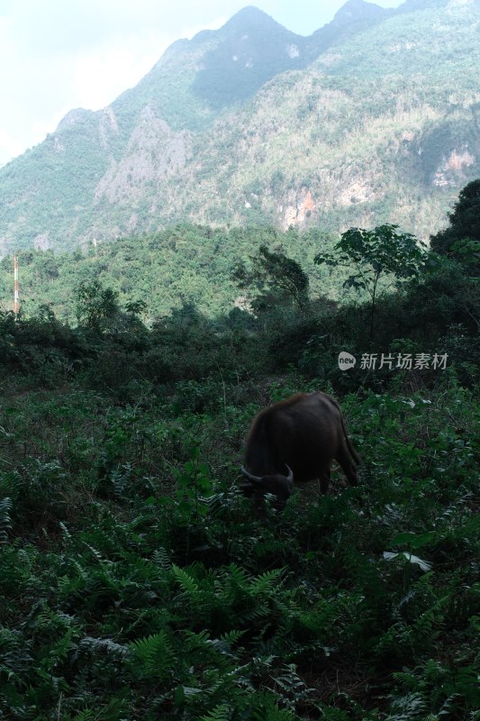 老挝万荣城市景象