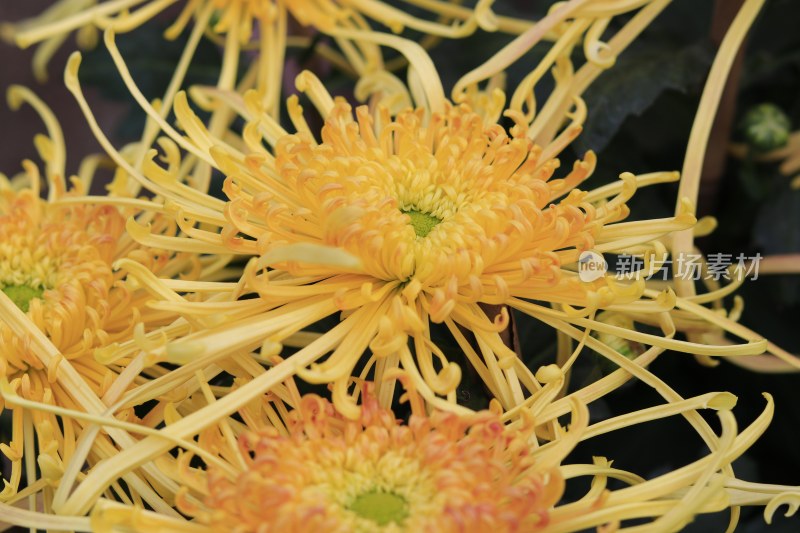 黄色菊花 丝状菊花 金丝菊花 