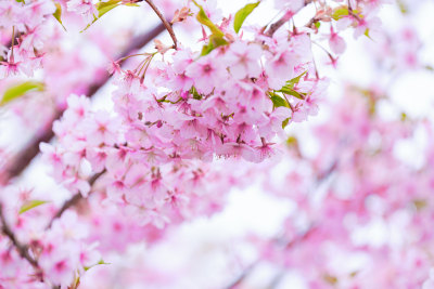 春日樱花季