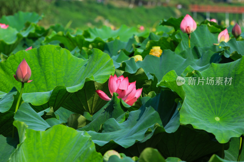 夏日成都温江区鲁家滩荷花盛开