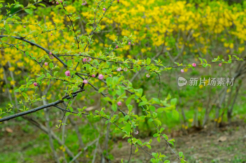 枝头粉色花苞与黄绿背景