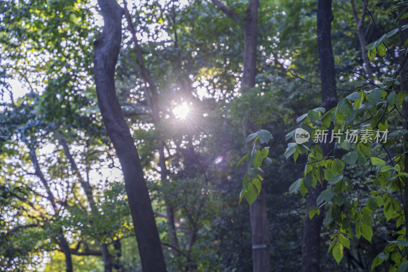 杭州宝石山景区栖霞洞景点