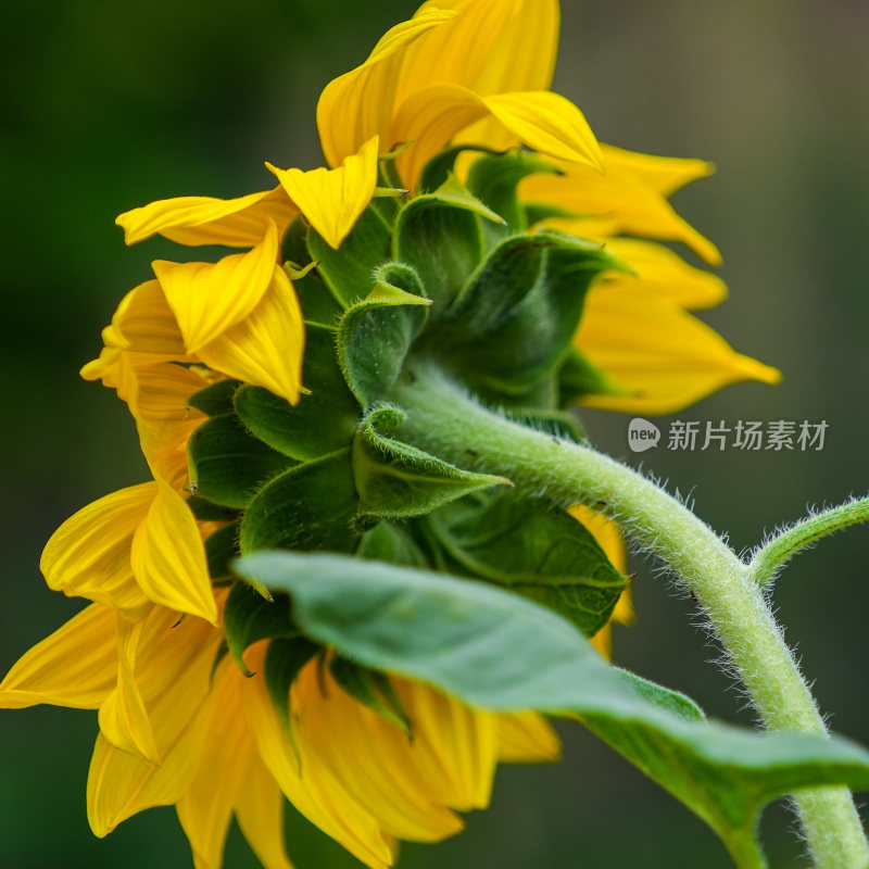 向日葵黄花向太阳